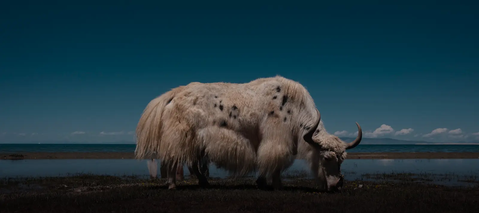 Bg Yak related to We Engineer our Moral Code too.